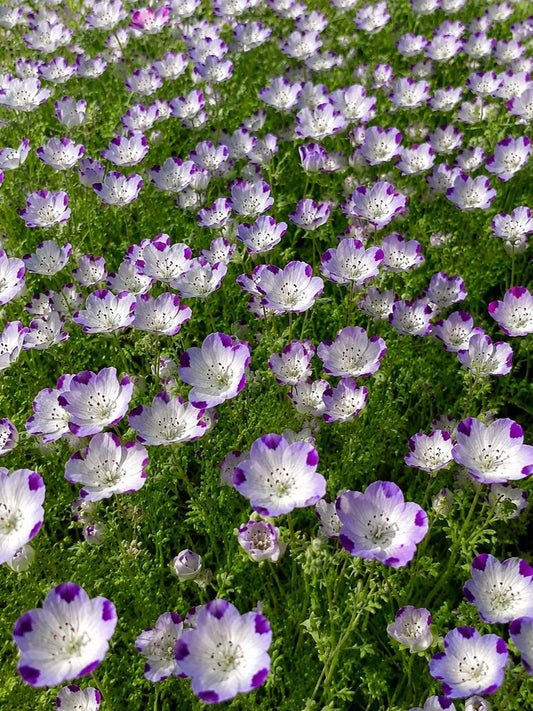 Nemophila Maculata 5 Spots Flower -Open Pollinatio