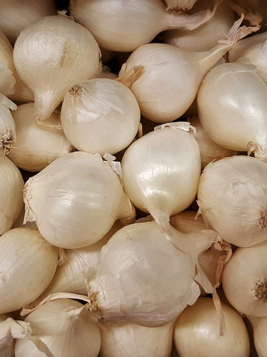 Onion White - Open Pollination Seeds