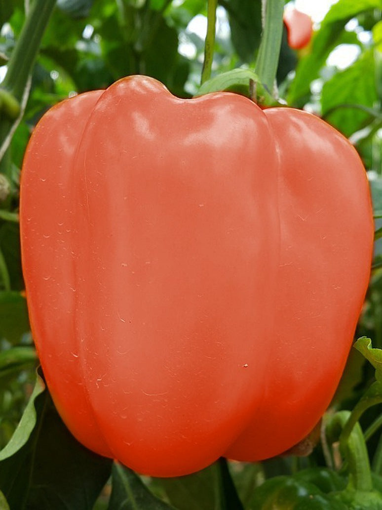 Orange Capsicum - Open pollination Seeds