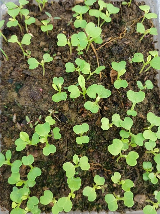 Pack choy seeds germination- 80%+