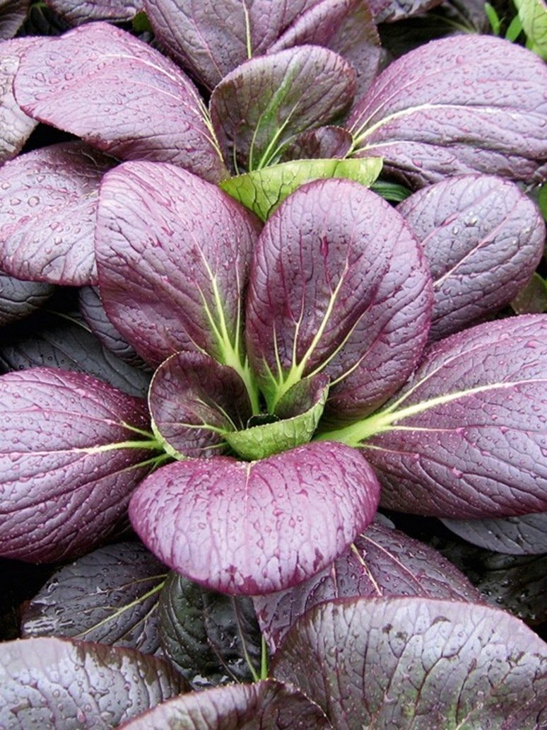 Pak Choy Red- Open Pollination Seeds
