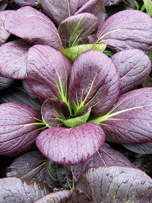 Pak Choy Red- Open Pollination Seeds