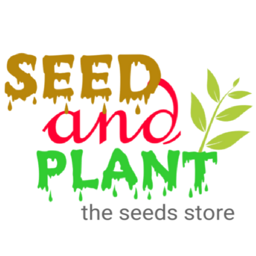 sanjeevani plant seeds Sanjeevani Fern or Plant – seed and plant
