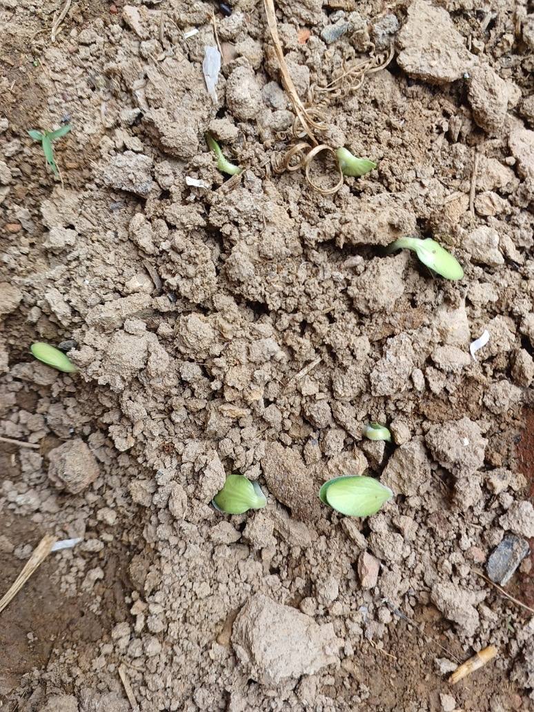 Pumpkin Big- Open Pollination seeds