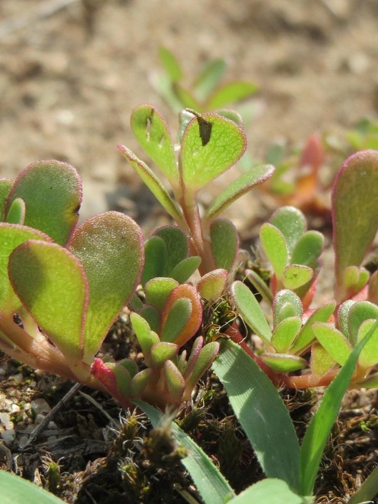 Purslane Shag -Open Pollination Seeds