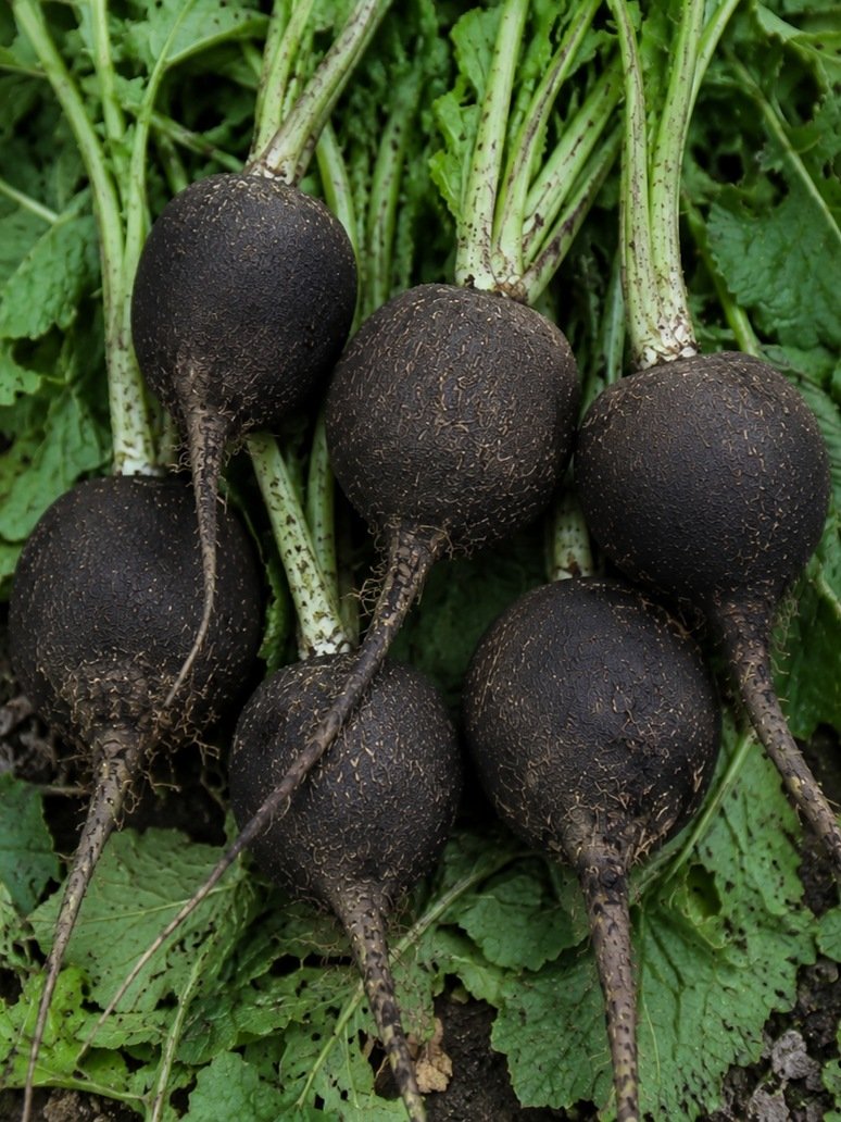 Radish Black Round- Open Pollination Seeds