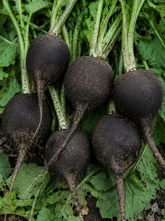 Radish Black Round- Open Pollination Seeds