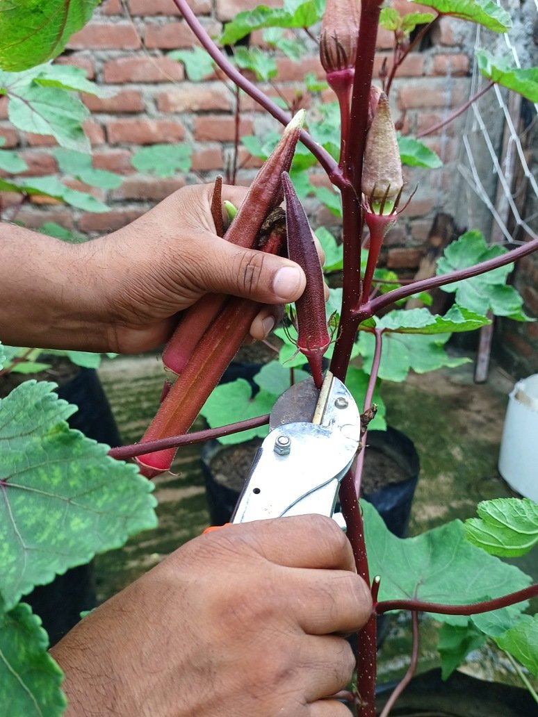 Red Okra (Red Bhindi)-Hybrid Seeds