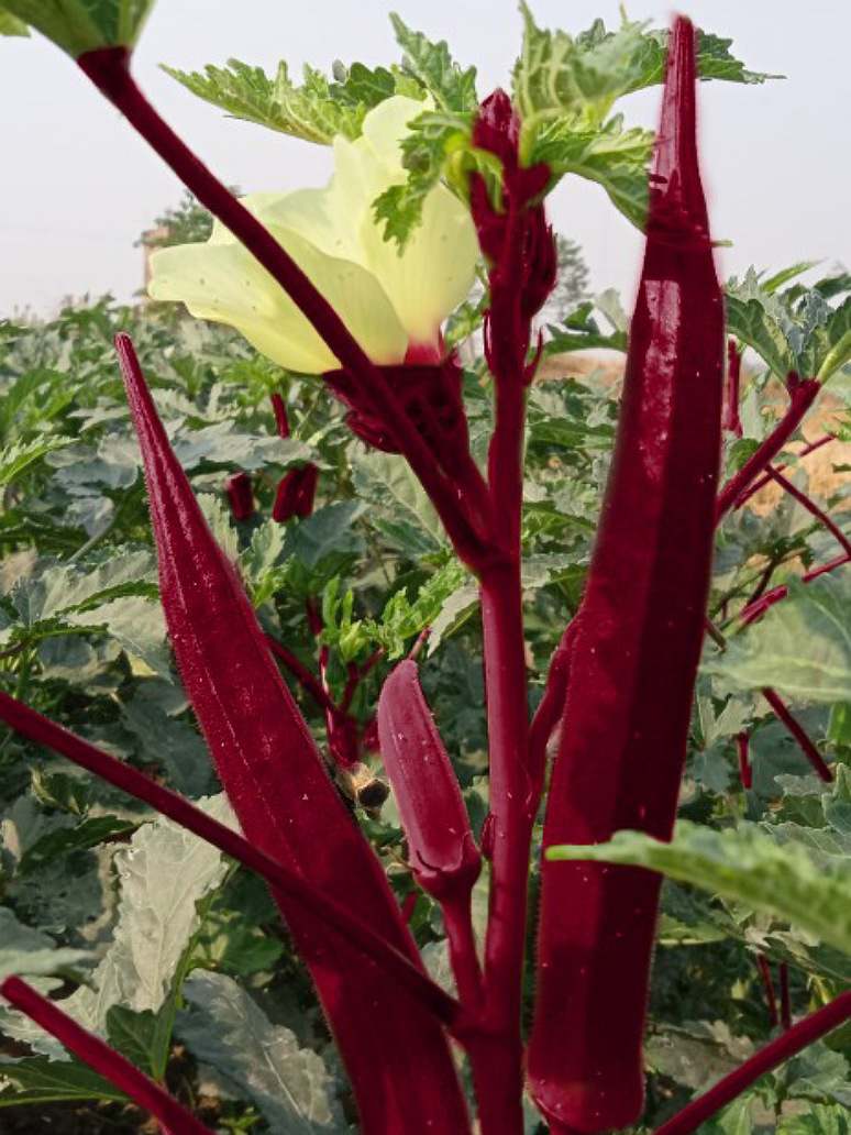  Red Okra (Red Bhindi)-Hybrid Seeds