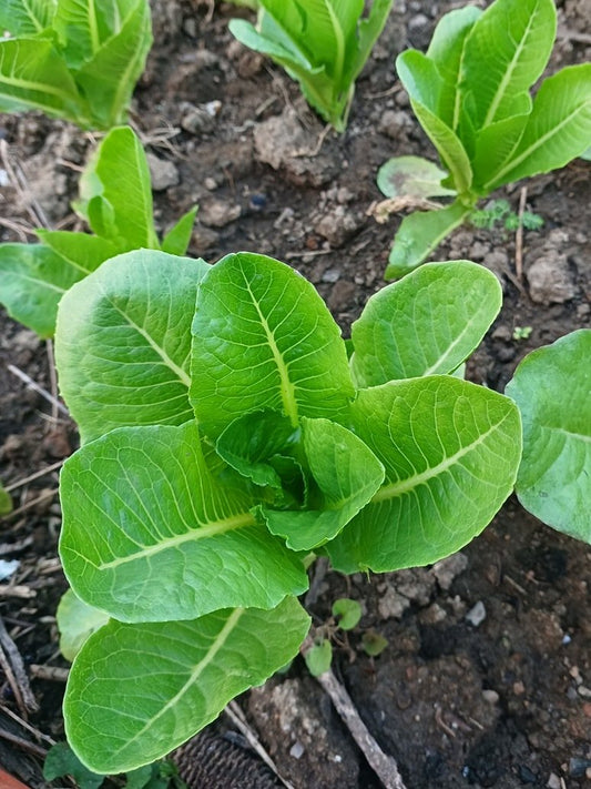 Roman Lettuce Seeds Open Pollination 