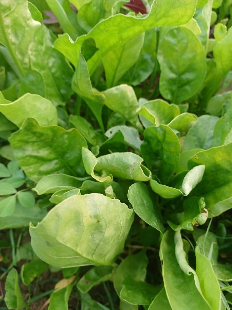 Spinach Seeds Open Pollinated Seed And Plant