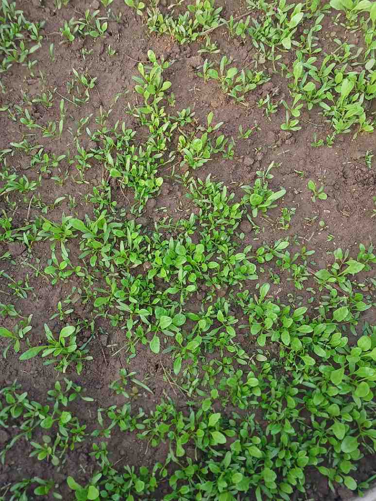 Spinach Seeds (Open Pollinated)