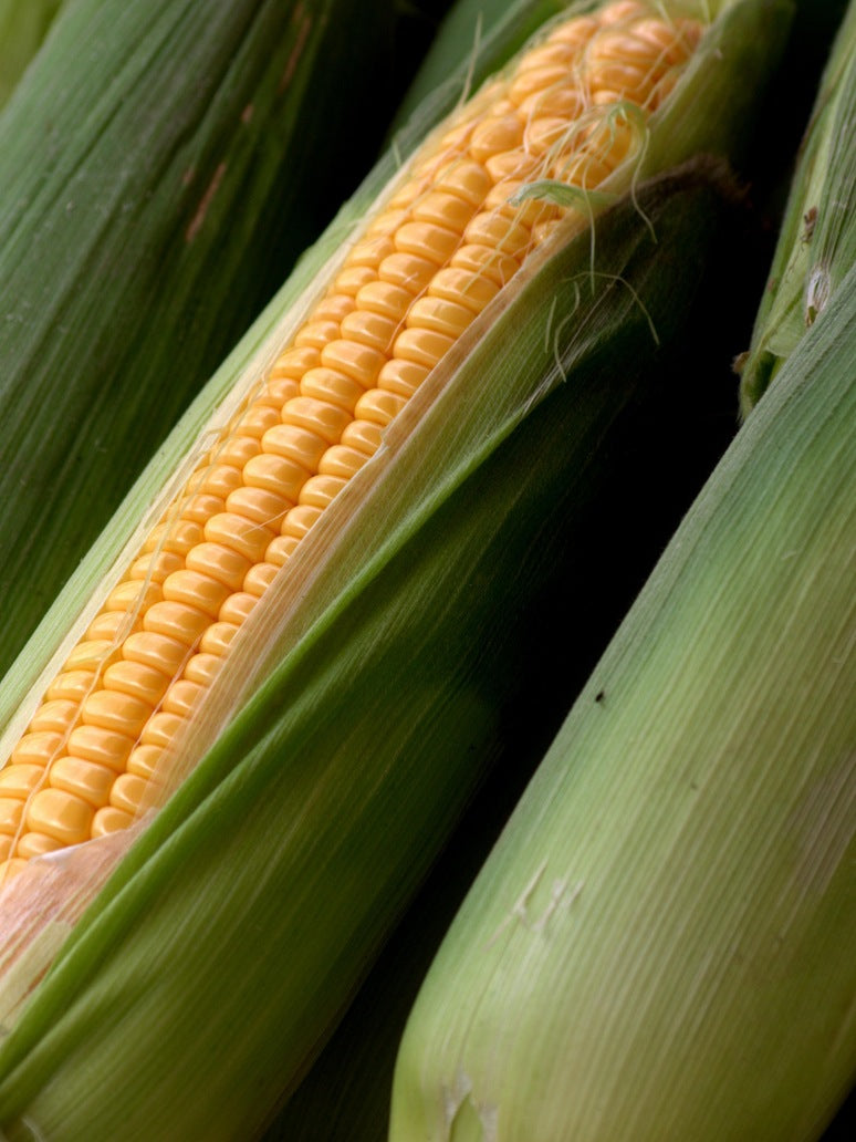 Sweet Corn -Open Pollination Seeds 