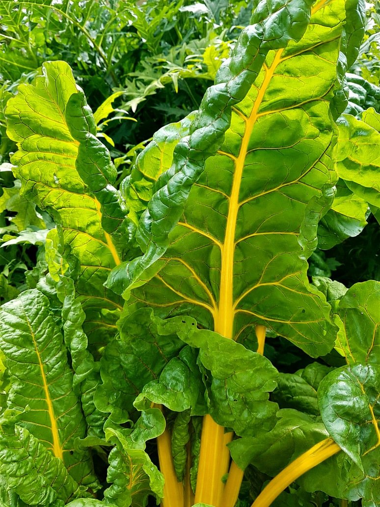 Swiss Chard Yellow Leafy vegetable- Open Pollination Seeds 