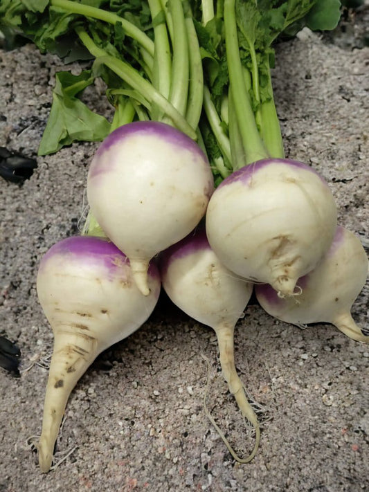 Turnip White Purple Shade - Open Pollination Seeds