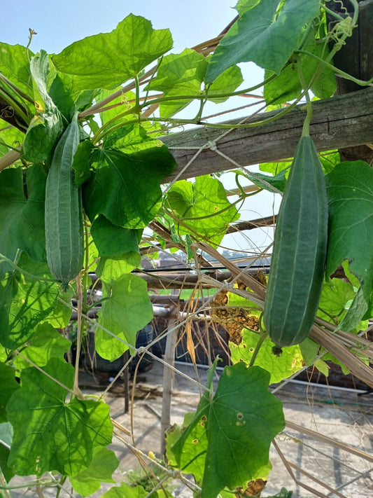 Ridge Gourd - Turai- Open Pollination Seeds