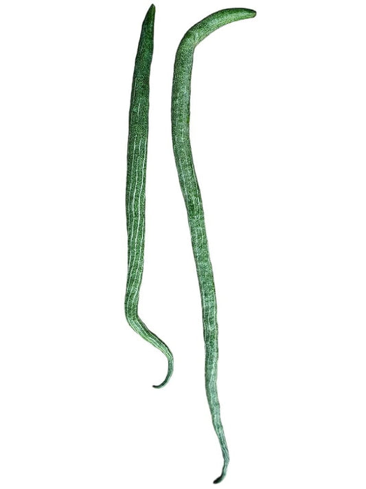 Desi Snake Gourd Dark Green Seed-Open Pollination