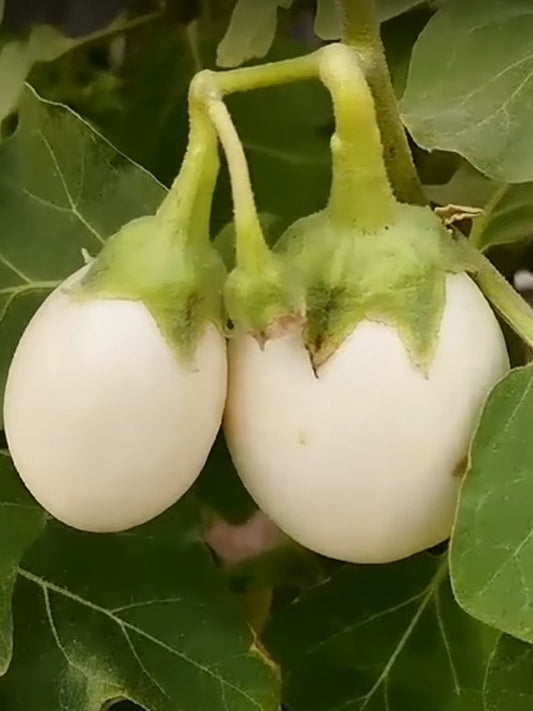 Brinjal White Oval-Open Pollination Seeds 