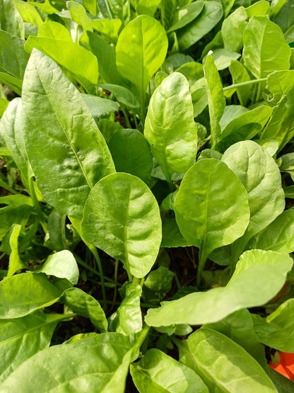 Spinach Seeds (Open Pollinated)