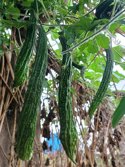 karela plant from seed Bitter Gourd Extra Long -Open Pollination Seeds – seed and plant
