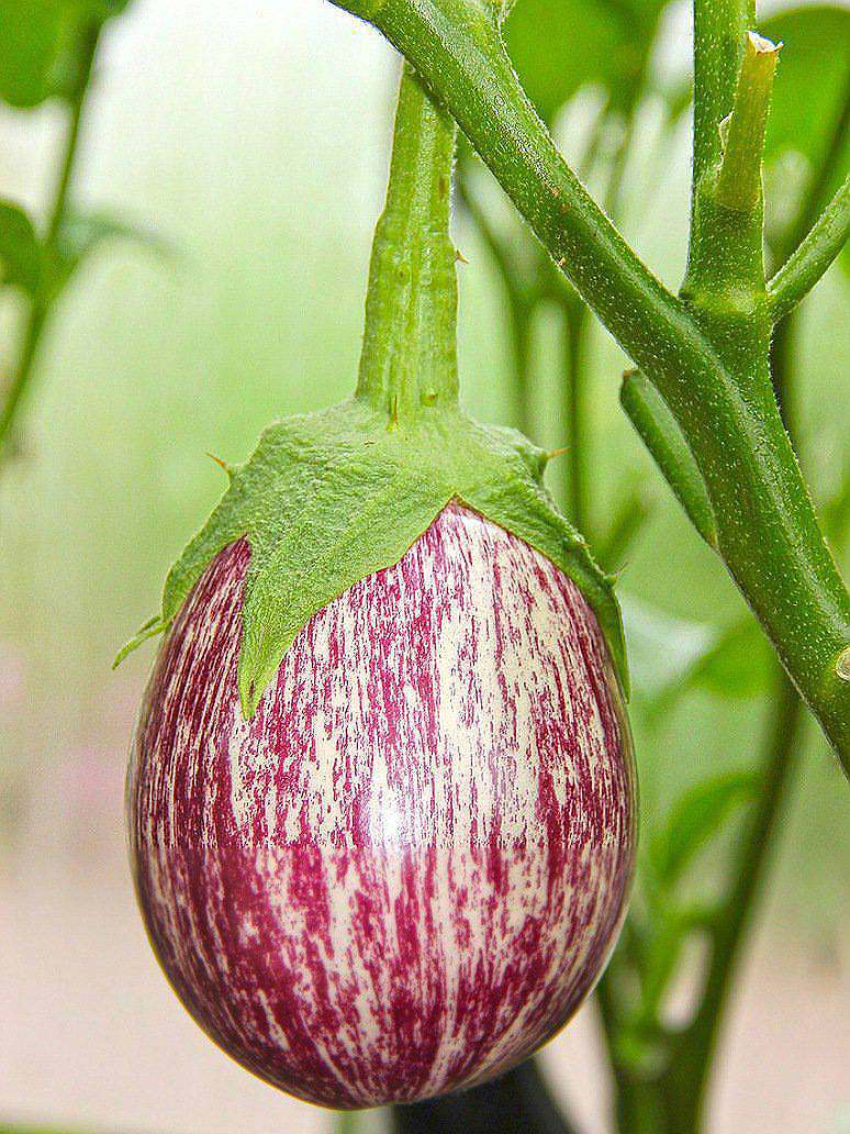 Brinjal Small White Purple -Hybrid Seeds