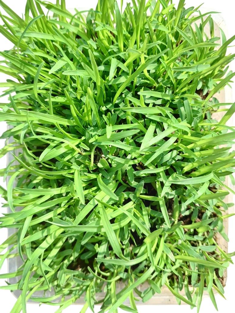 Ragi Desi - Madua- Microgeen Open Pollination Seeds