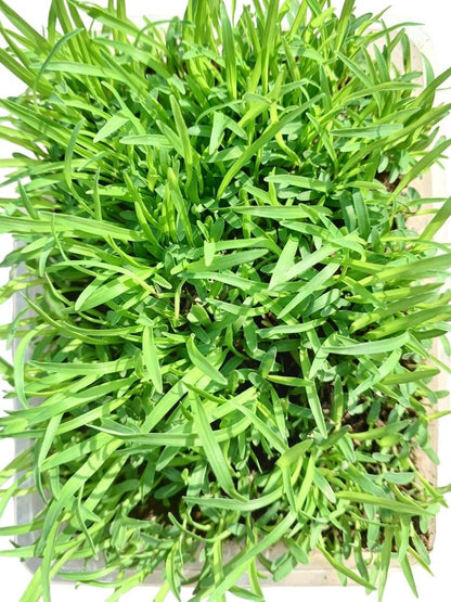 Ragi Desi - Madua- Microgeen Open Pollination Seeds