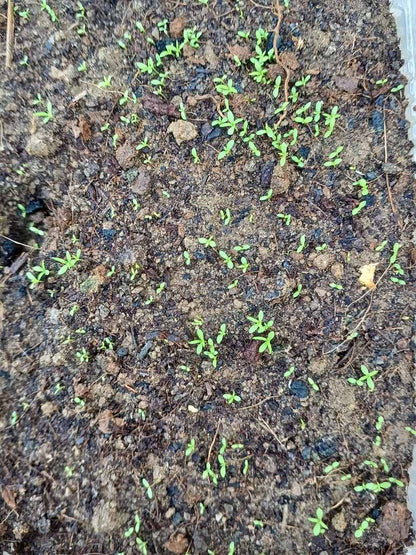 German Chamomile Seeds