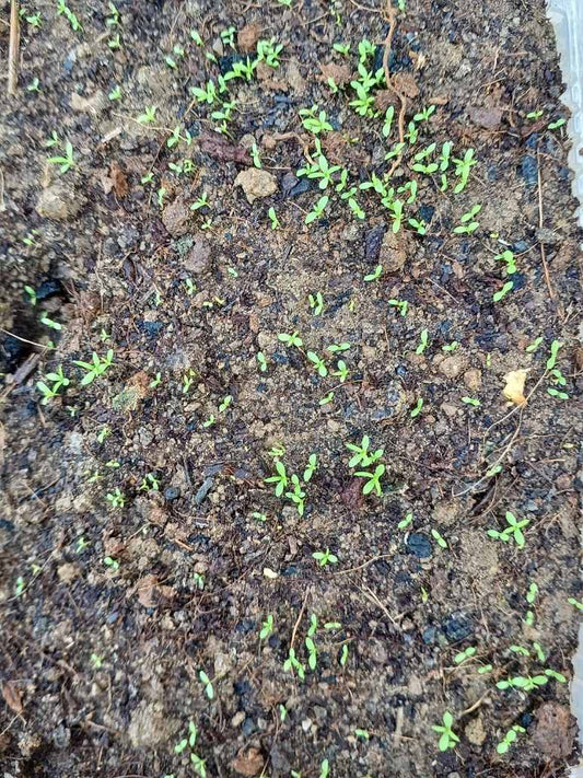German Chamomile Seeds