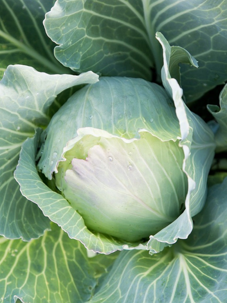 Cabbage Medium size-Hybrid Seed