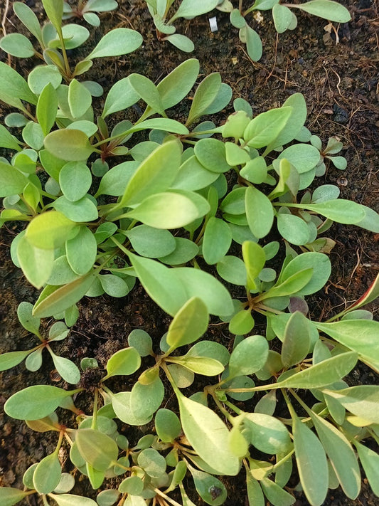 Coreopsis Dwarf Flower young green plants growing in soil from seeds 