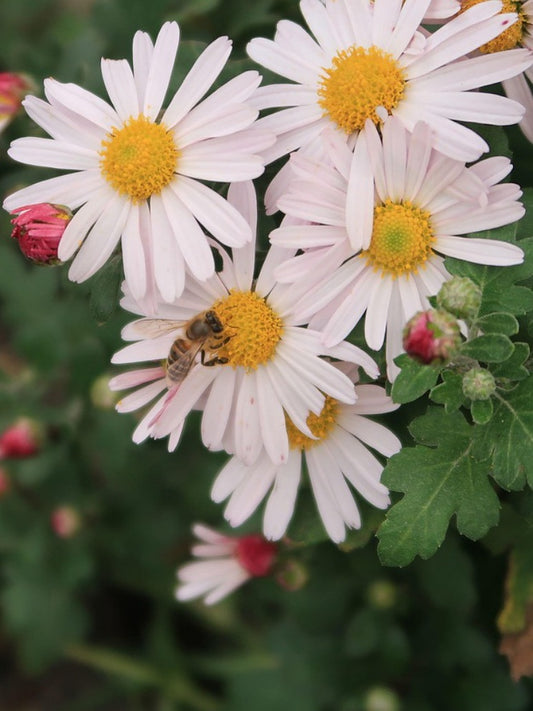 Chrysanthemum paludosam White-Open Pollination seeds