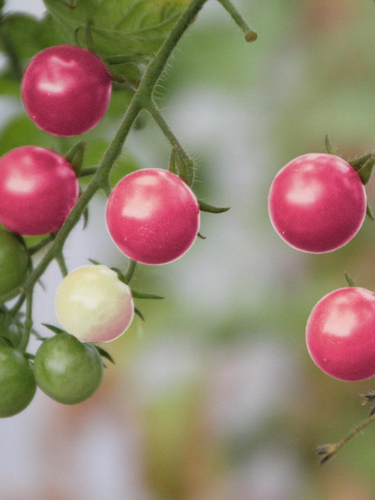 Cherry Tomato Pink-Hybrid Seed