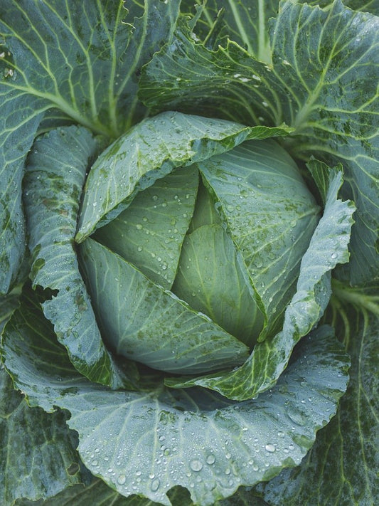 Cabbage Green Beauty Seeds