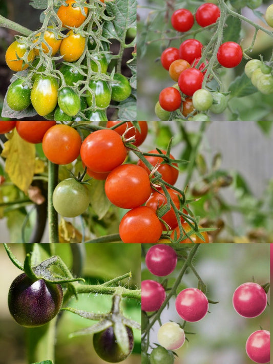 Cherry Tomatoes - Pack Of 5 Colors Hybrid Seeds