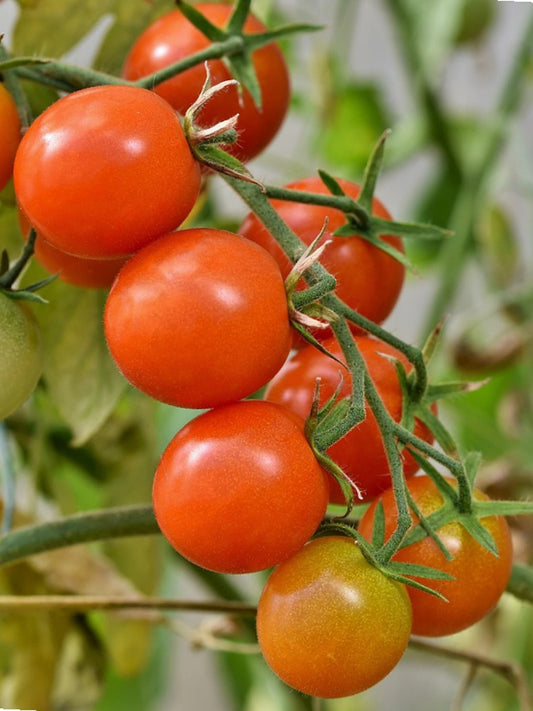 Cherry Tomato Orange-Hybrid Seeds