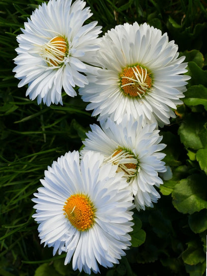 Daisy Double Petals White-OP Seeds