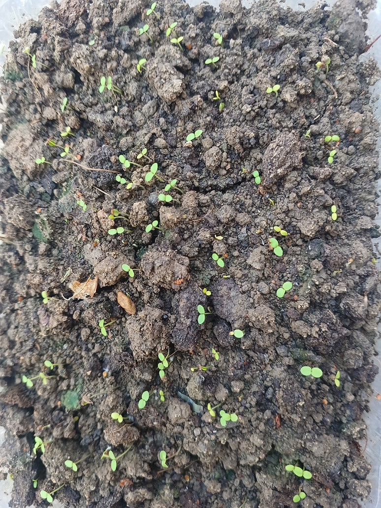 Alysium White Flower -OP Seeds