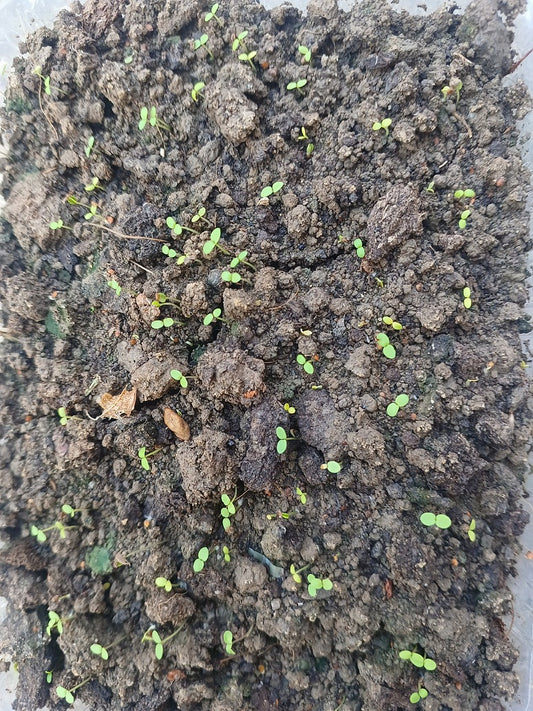 Alysium White Flower -OP Seeds