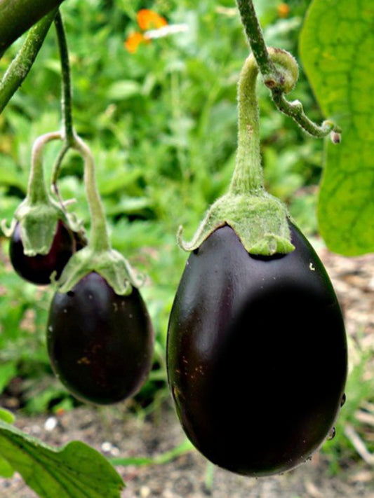 Brinjal Oval Purple-Hybrid Seeds