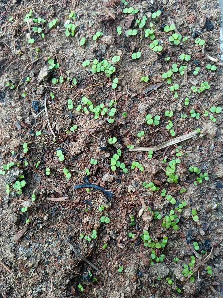 Daisy Double Petals White