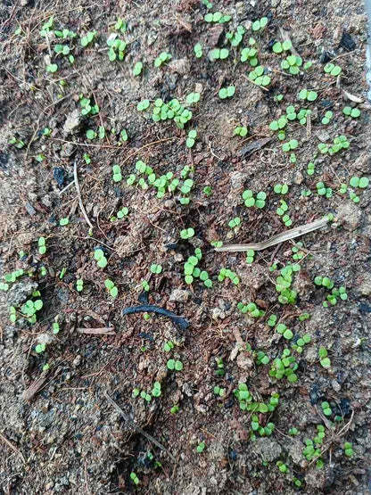 Daisy Double Petals White