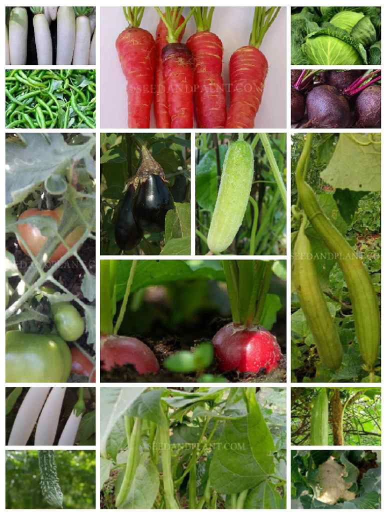 Winter Vegetables Seeds Combo Pack-15 Varieties