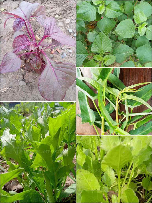 Leafy Vegetables Saag  Seeds Combo Pack-5 Varieties