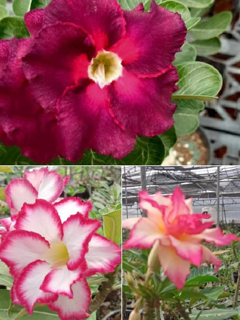Adenium Flowers Mix Variety- Hybrid Seeds – seed and plant