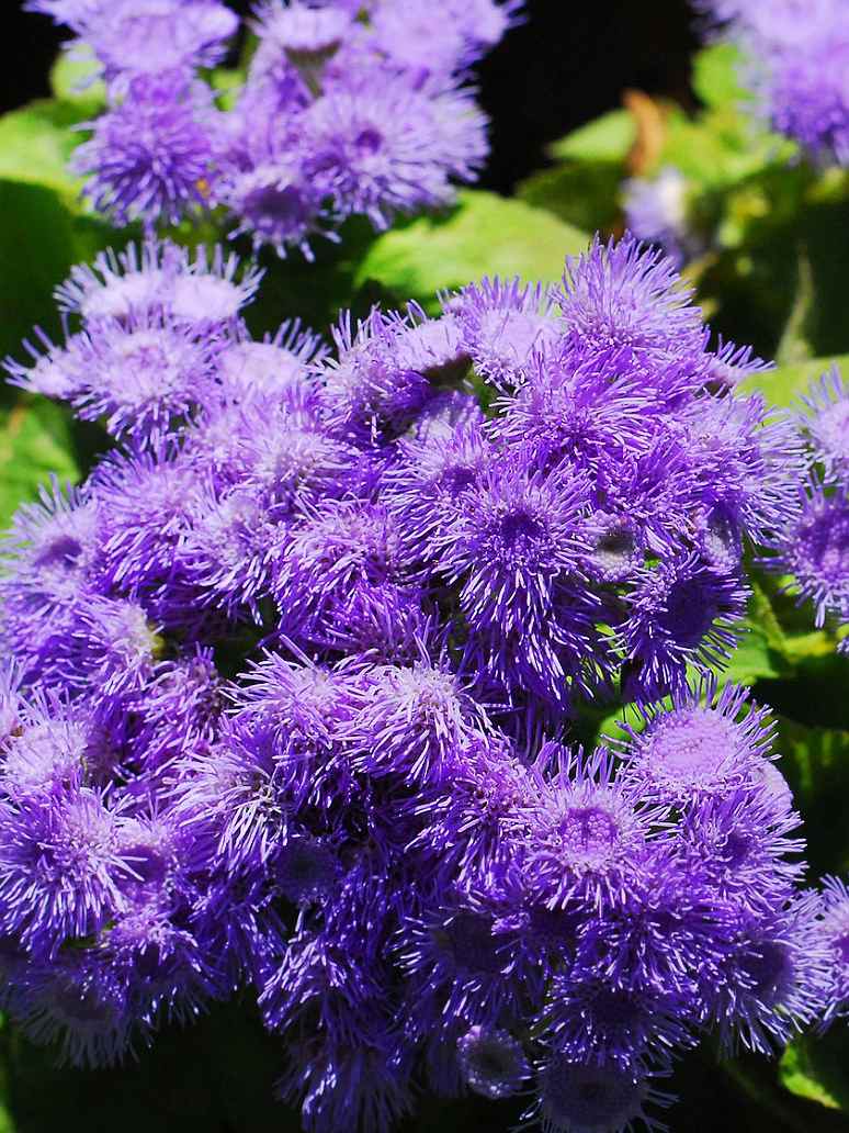 Ageratum Balls Flower Mix - Open Pollination Seeds