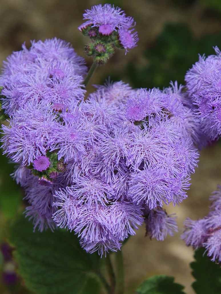 Ageratum Balls Flower Seed Mix Variety 