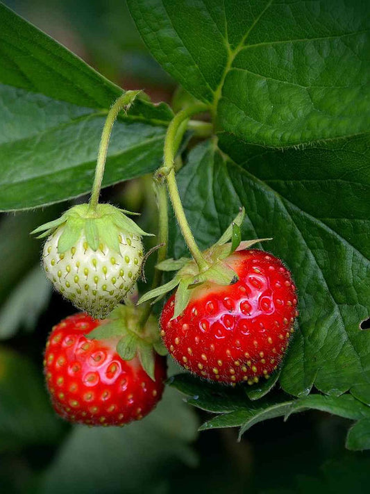 Alpine Strawberries Fruit - Open Pollination Seeds