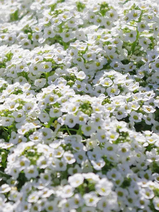 Alysium White Flowers - Open Pollination Seeds