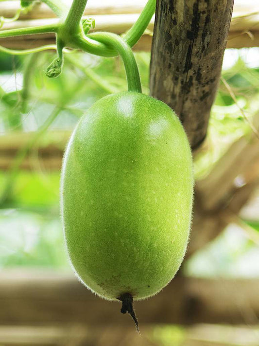 Ash Gourd -Open Pollination Seeds
